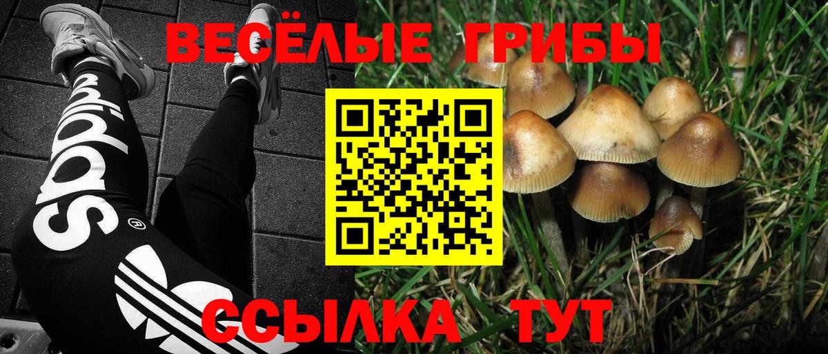 Стрежевой  Галлюциногенные грибы Psilocybine cubensis  Вход с VPN 